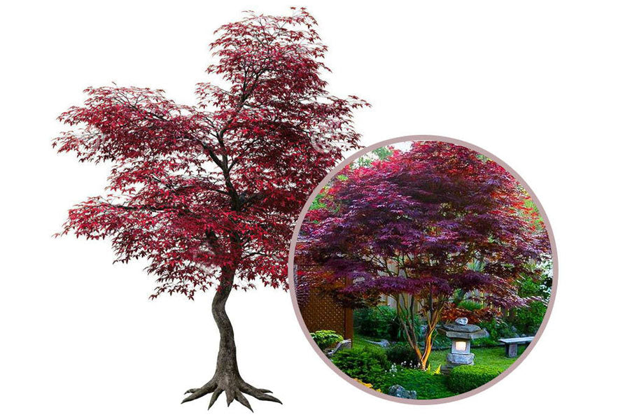 large japanese maples