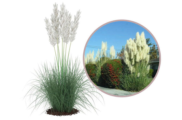 large ornamental grasses