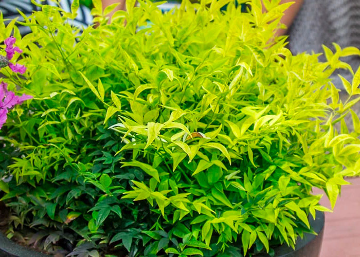 Lemon Lime Nandina