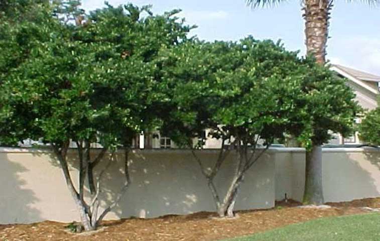 how to prune or train ligustrum into a tree?