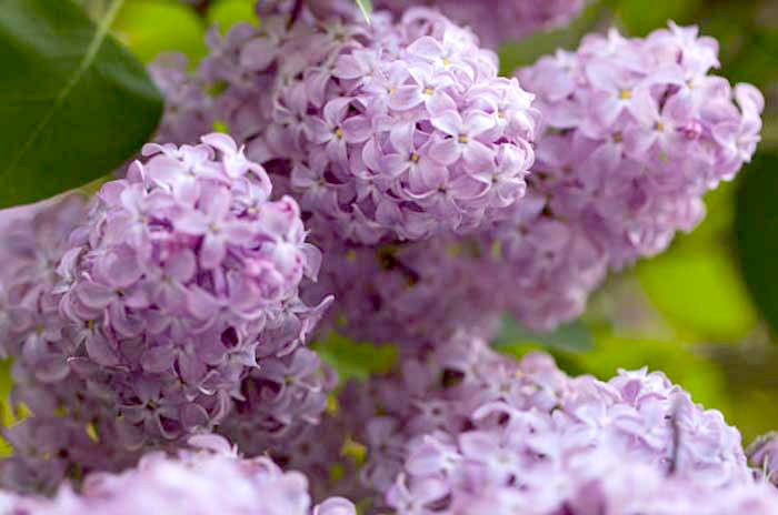 when do lilacs bloom?