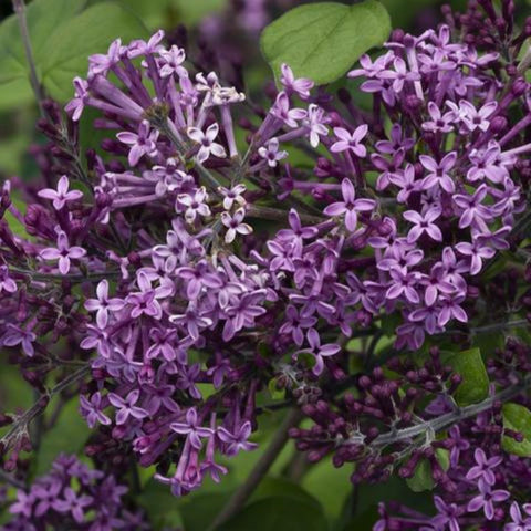 Bloomerang Dark Purple Lilacs - Reblooming Lilacs