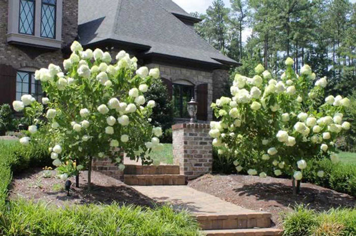 limelight hydrangea tree