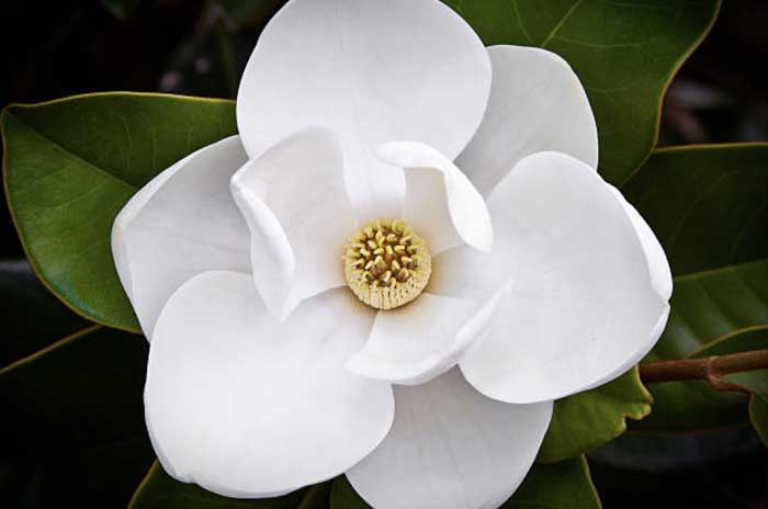 little gem magnolia