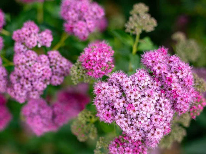 little princess spirea