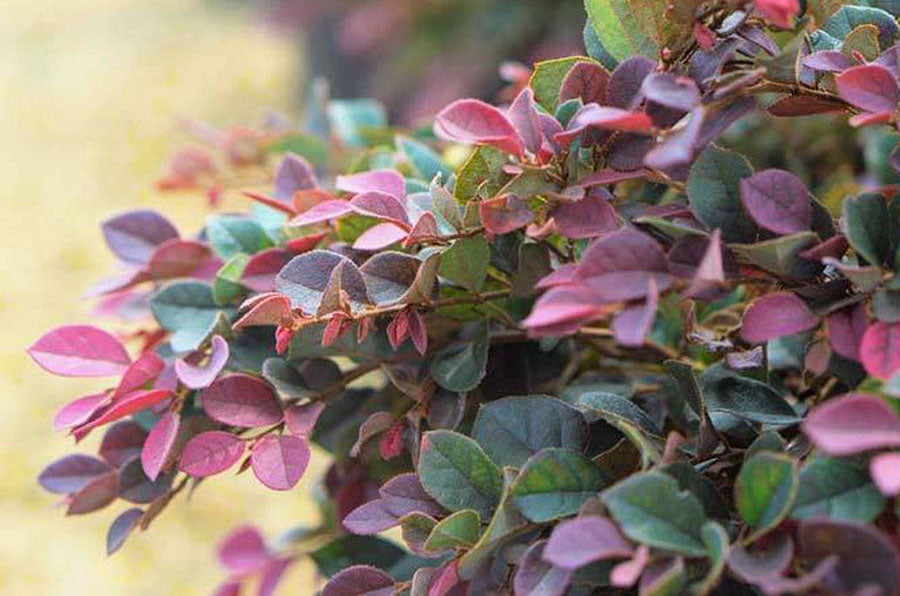 when to prune loropetalum