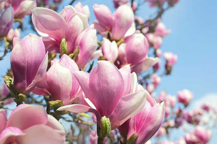 when do magnolia trees bloom?