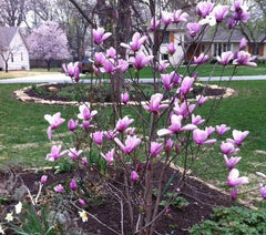 jane magnolia tree