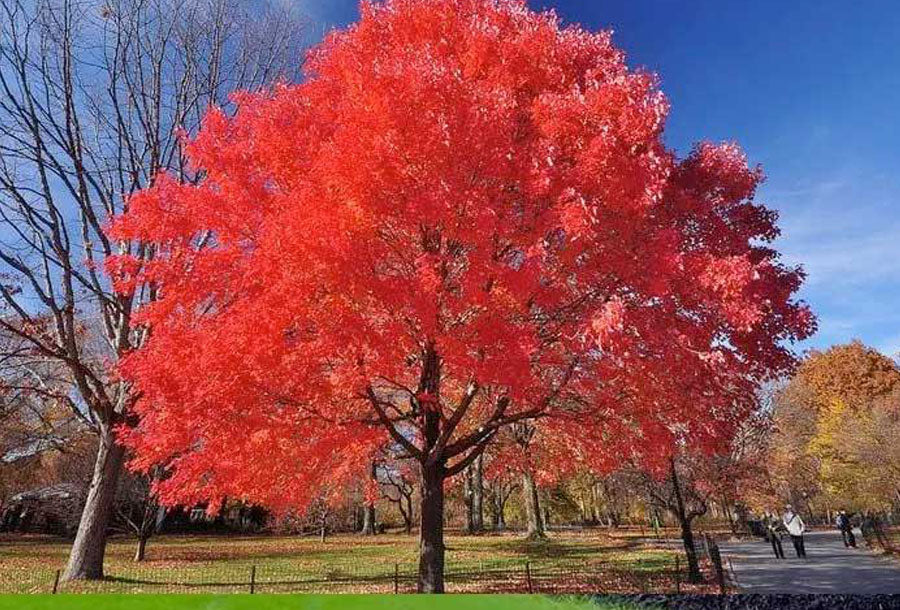 where do maple trees grow?