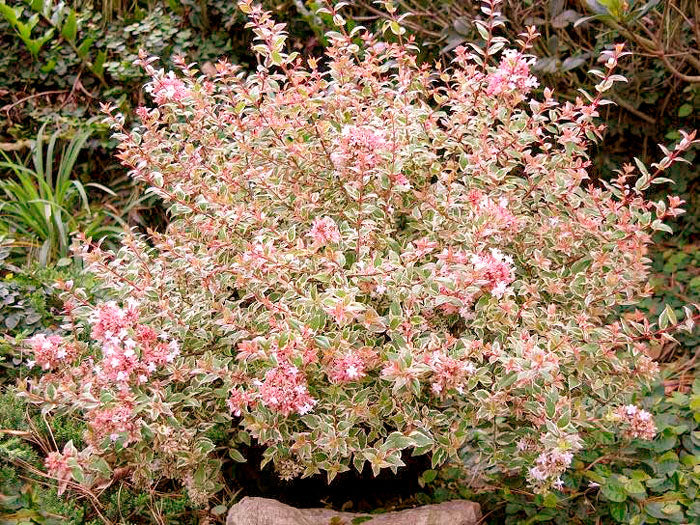 mardi gras abelia