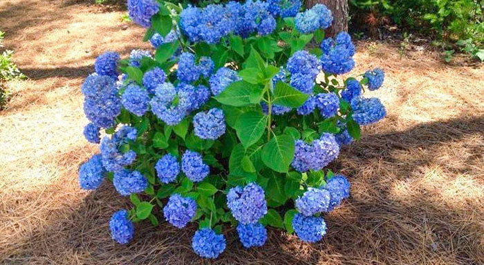 medium hydrangeas