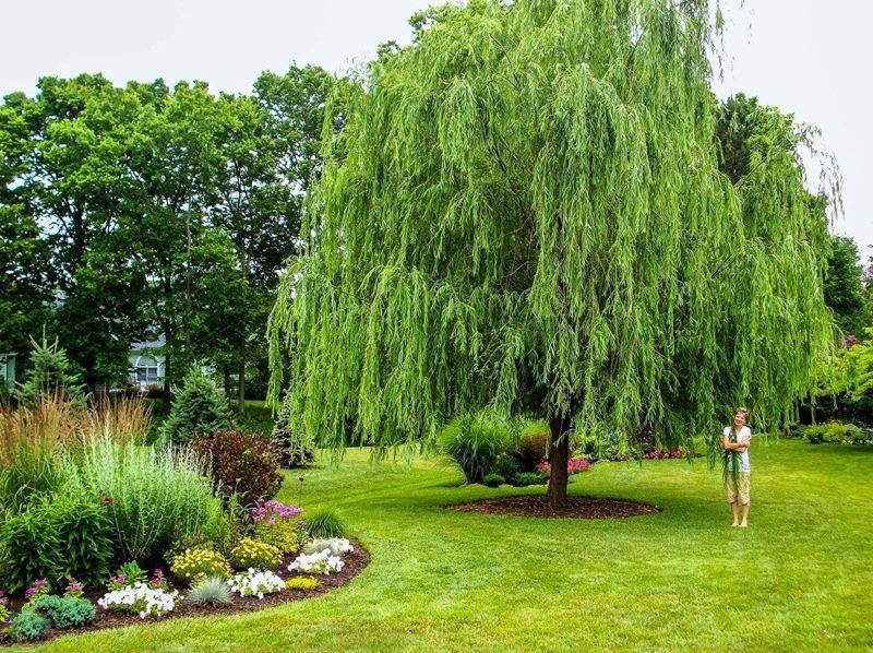 medium shade trees