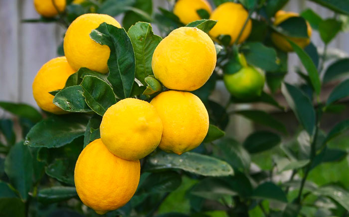 meyer lemon