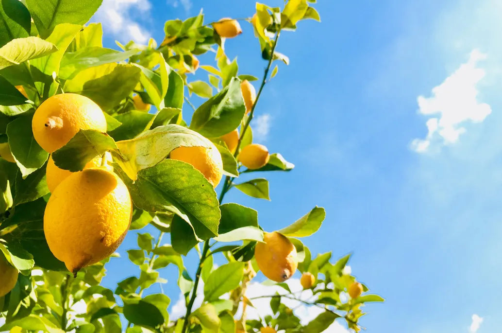 Meyer Lemons in the Sun
