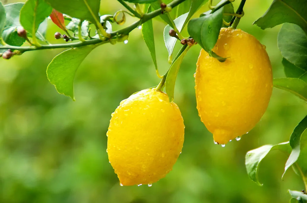 Watering Meyer Lemon Trees