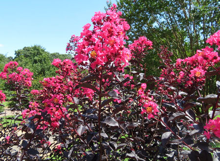 midnight magic crape myrtle