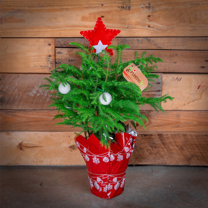 mini christmas tree - norfolk island pine