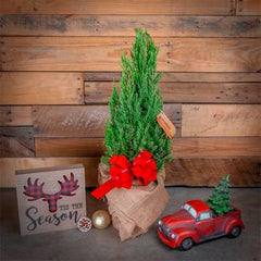 gifting trees - tabletop christmas tree