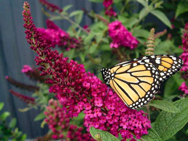 miss molly butterfly bush