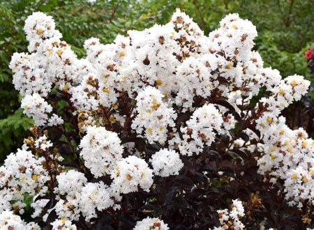 moonlight magic crape myrtle