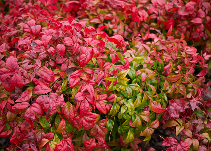 Firepower Nandina