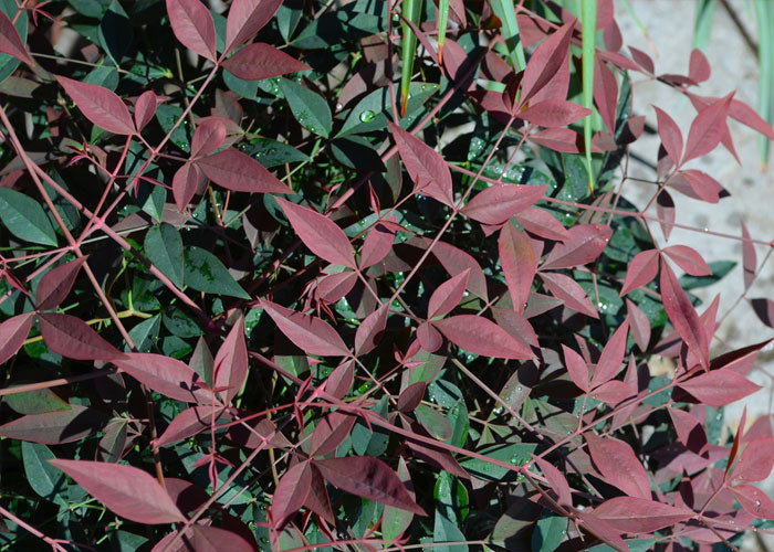 Nandina Flirt