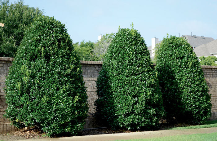 large evergreen shrubs