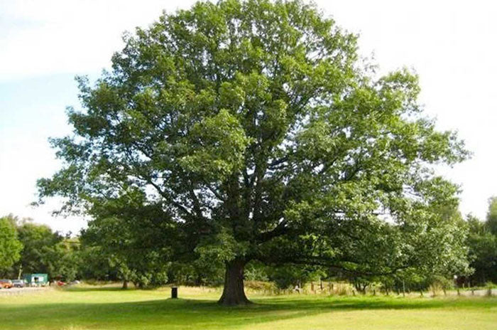 northern red oak