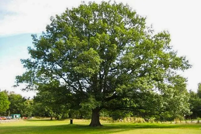 northern red oak