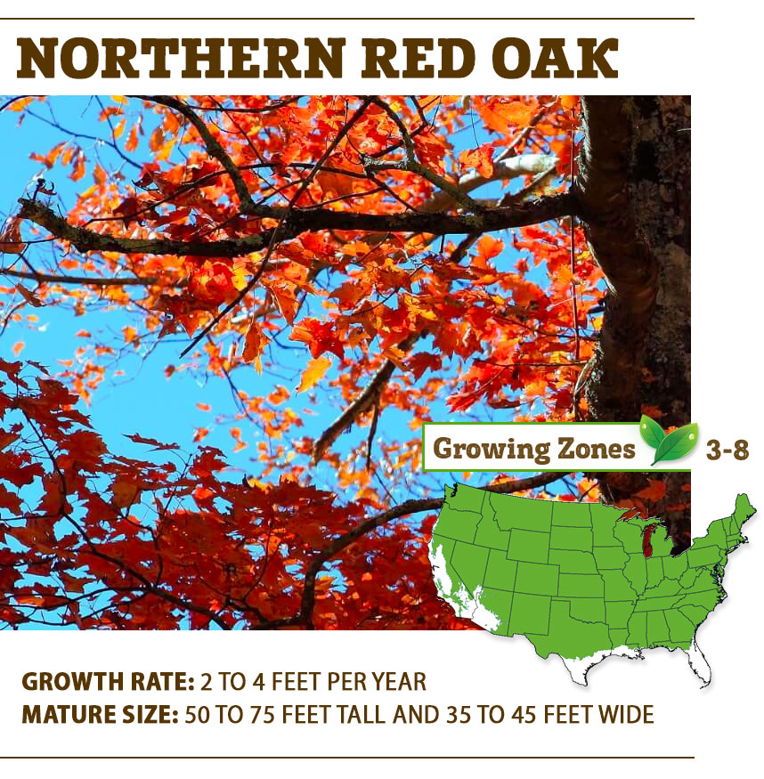 northern red oak
