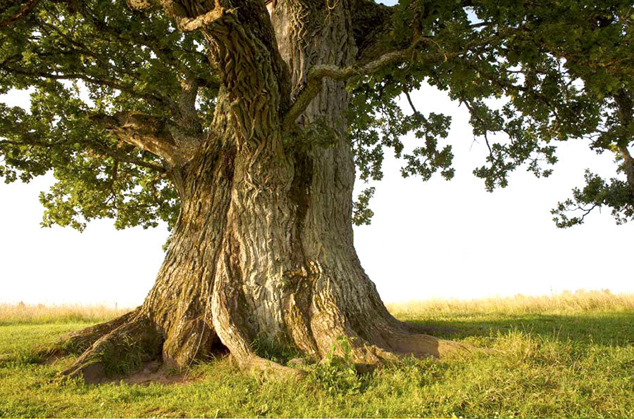 how long do oak trees live?