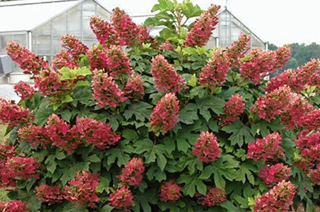 Oakleaf Hydrangeas