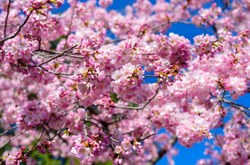 okame cherry tree