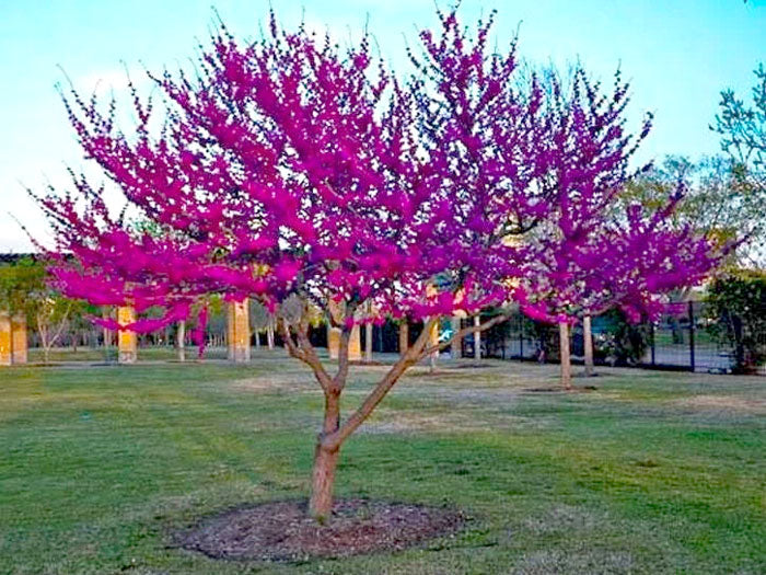 oklahoma redbud tree