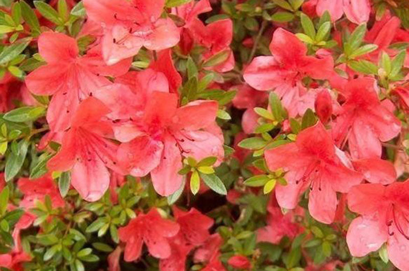 Orange Azaleas