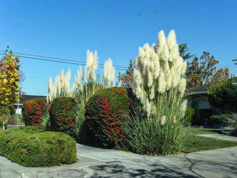 landscaping with grasses - pampas grass