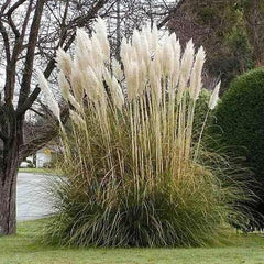 pampas grass - drought resistant plants