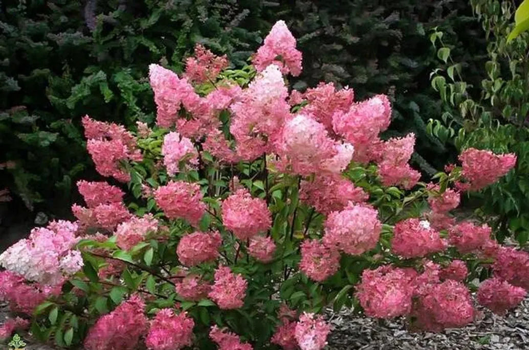 Panicle Hydrangeas