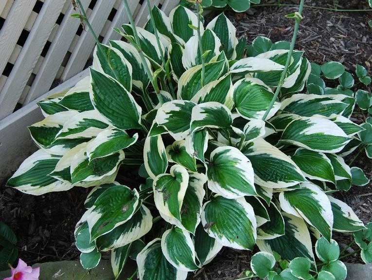 patriot hosta