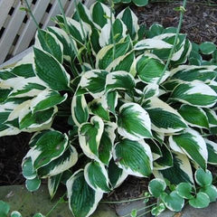 patriot hostas