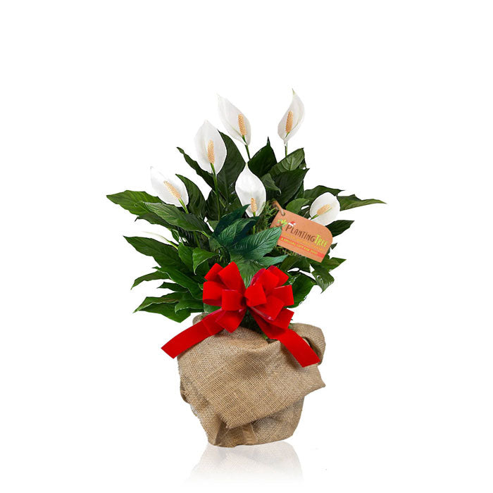 peace lily plant gift