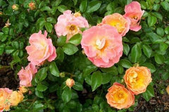 peach drift rose