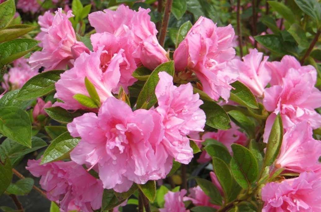 Pink Azaleas