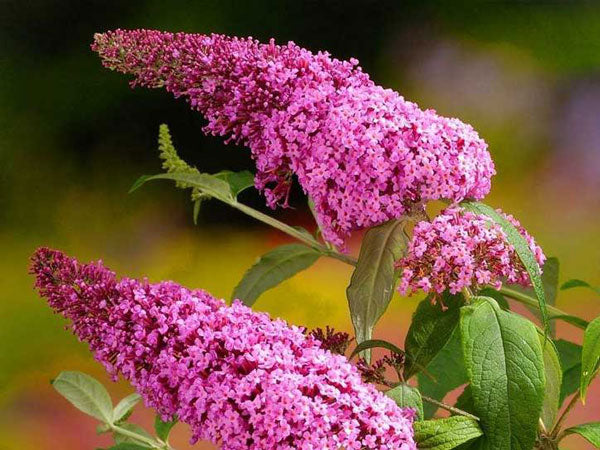 pink delight butterfly bush