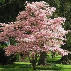 Kwanzan cherry tree - fragrant flowering trees