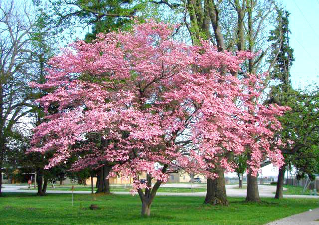 pink dogwood