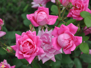 Pink knockout rose