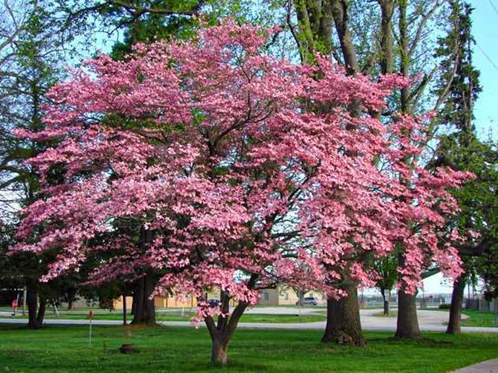 Pink Flowering Trees