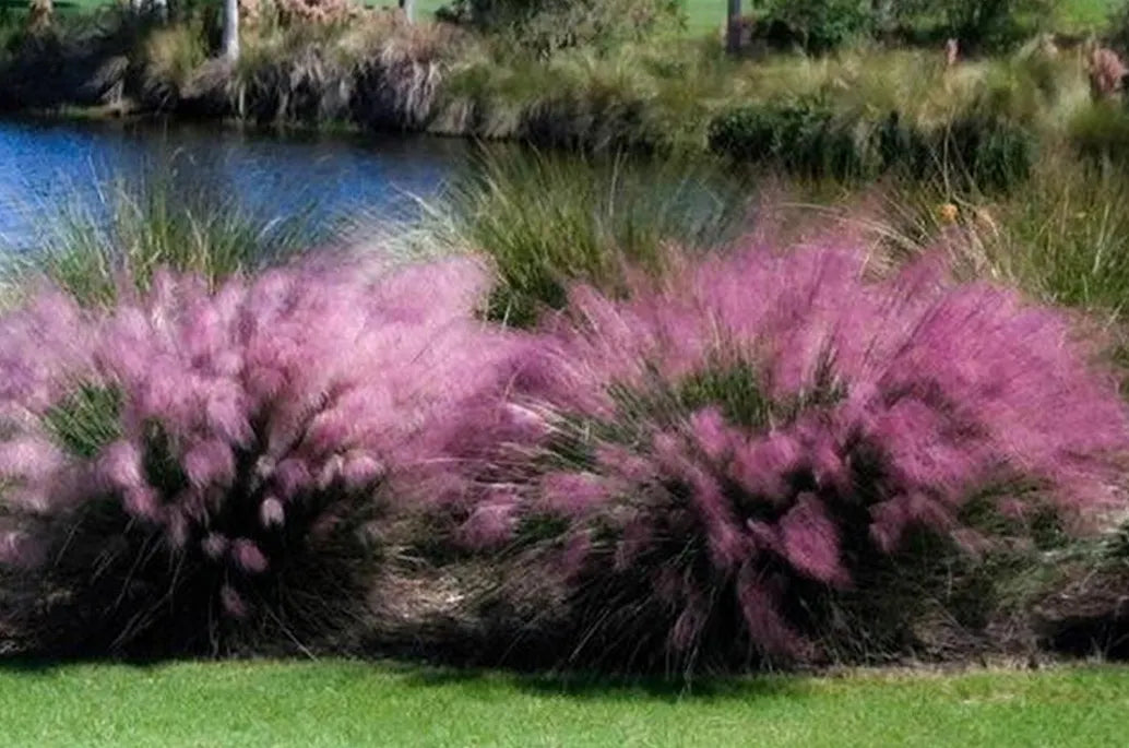 pink muhly grass