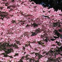 Flowering Cherry Trees